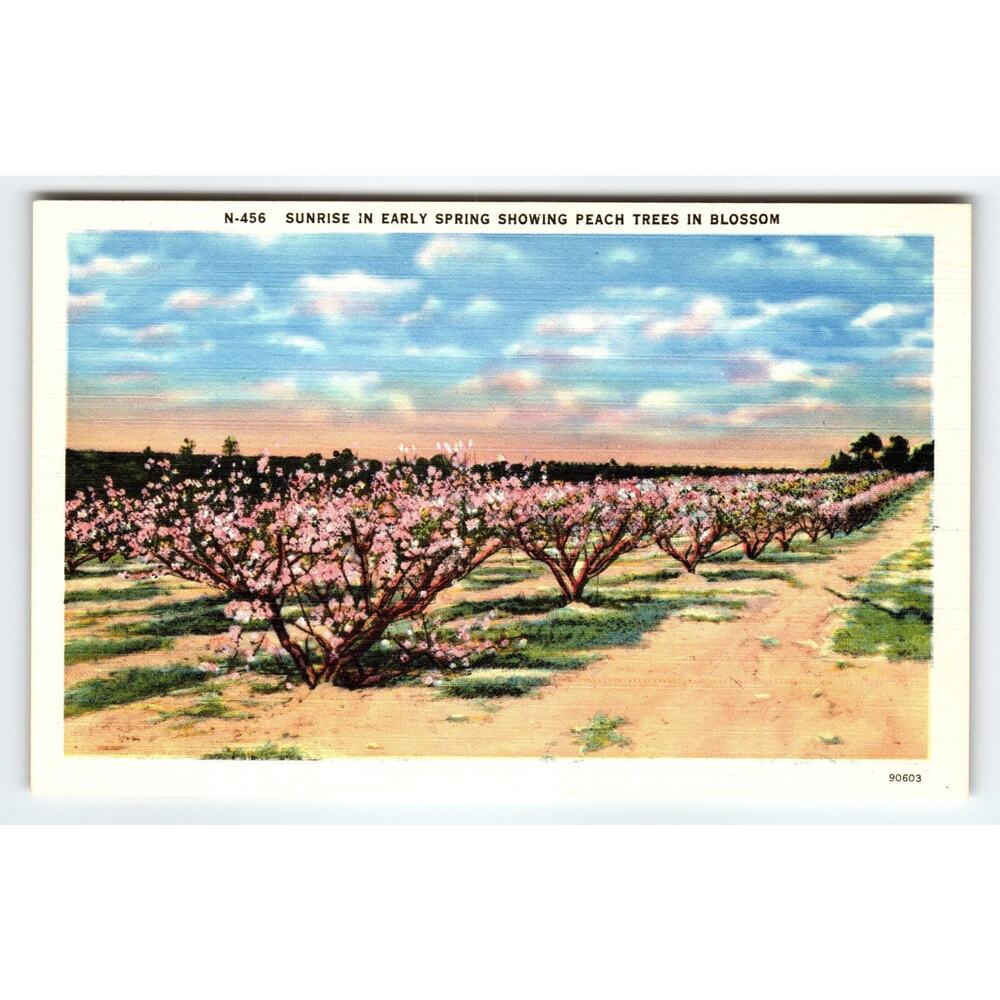 Vintage Linen Postcard Sunrise Peach Blossoms N-456 Asheville NC